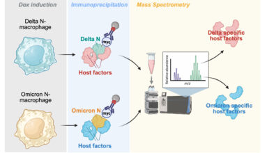 Comparison of SARS-CoV-2 Delta and Omicron responses in macrophages. Delta N-expressing and Omicron N-expressing macrophages undergo immunoprecipitation. Resulting protein complexes, analyzed by mass spectrometry, reveal variant-specific host factors.