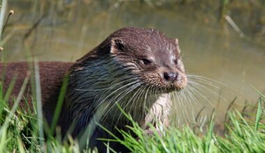 Sea otters have the densest fur of any mammal on Earth, up to one million hairs per square inch, because unlike whales and seals they carry no insulating blubber and would freeze to death in the North Pacific without a coat that traps a layer of air against their skin