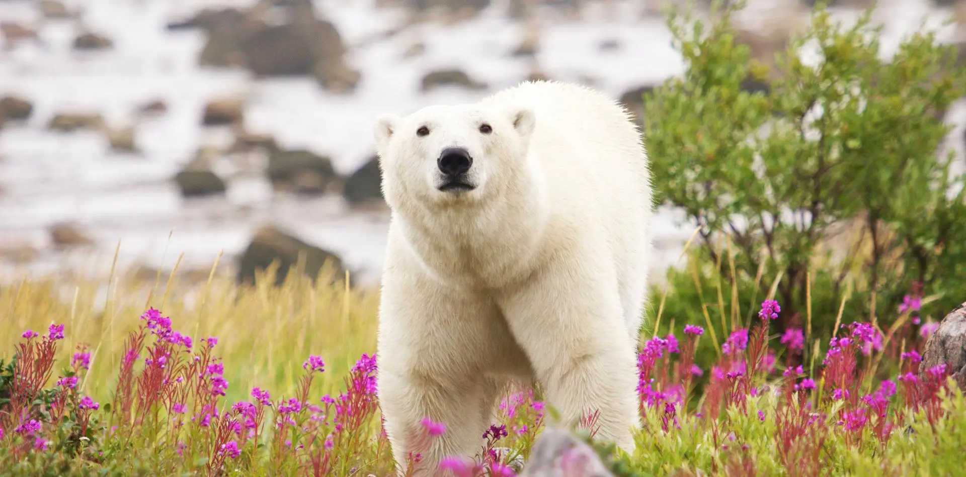 Between the exploding vegetation and polar bears drifting south, Greenland's nature is changing in astonishing ways.