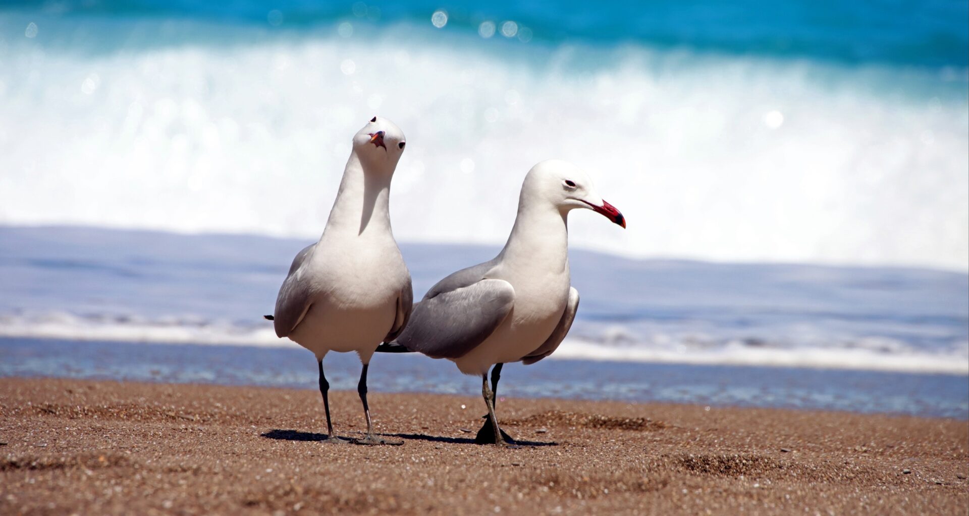Rats are transforming coral reefs by wiping out seabirds