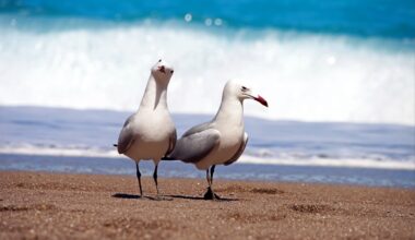 Rats are transforming coral reefs by wiping out seabirds