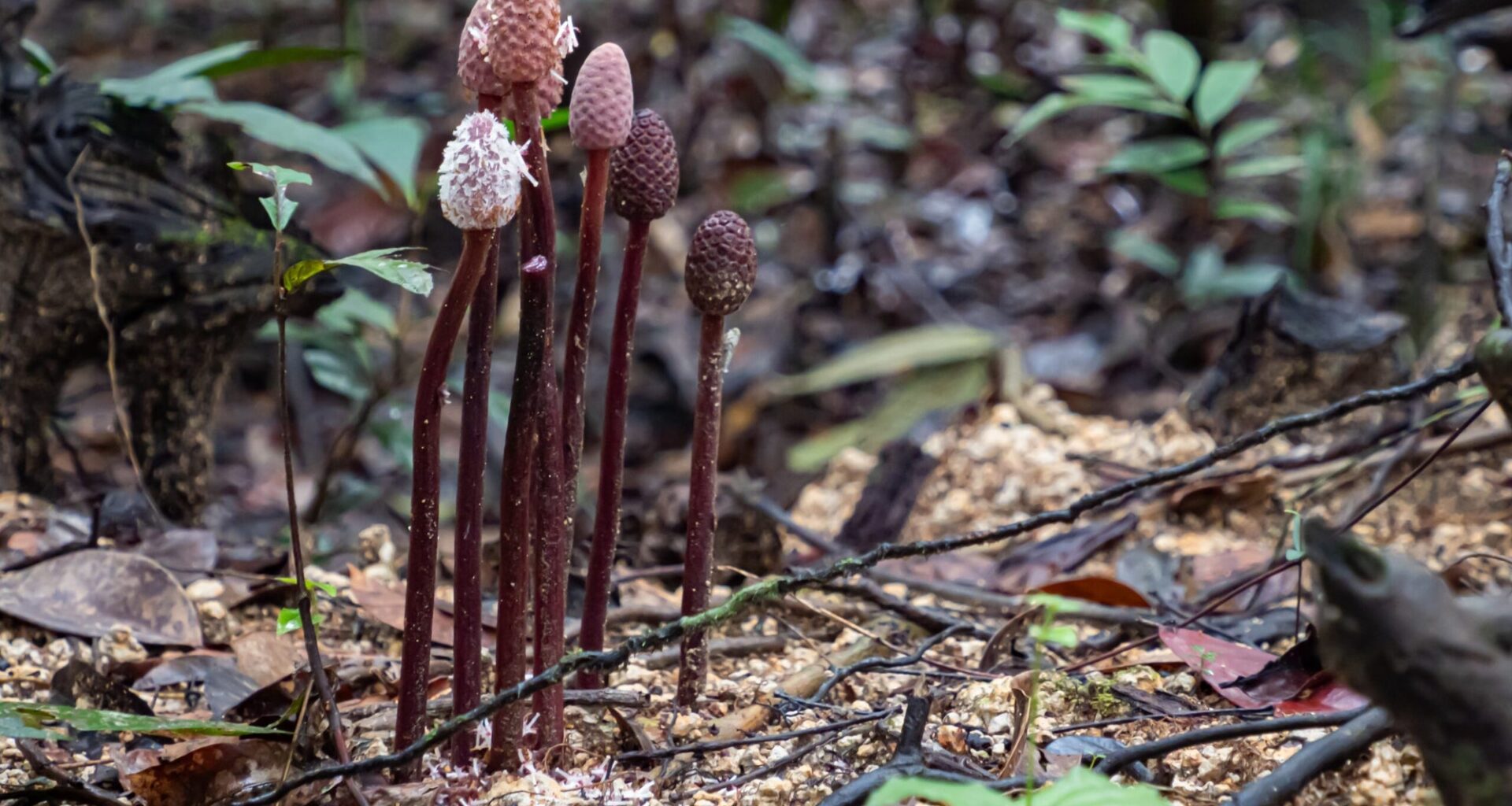 Hidden fungal networks more than 100 quadrillion km in length help plants survive climate change