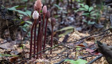 Hidden fungal networks more than 100 quadrillion km in length help plants survive climate change