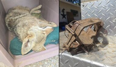 Young coyote found in illegal leg trap in Solano County rescued, group says