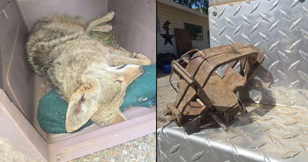 Young coyote found in illegal leg trap in Solano County rescued, group says