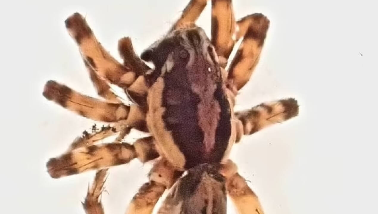 The find was significant because the spider looked very much like other members of its genus, making it hard to identify with the naked eye. The find was significant because the spider looked very much like other members of its genus, making it hard to identify with the naked eye.