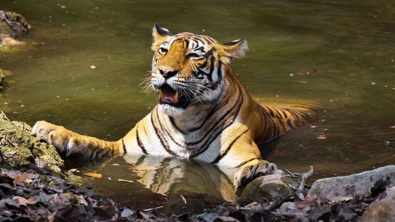 Tiger in wild (Canva) Tiger