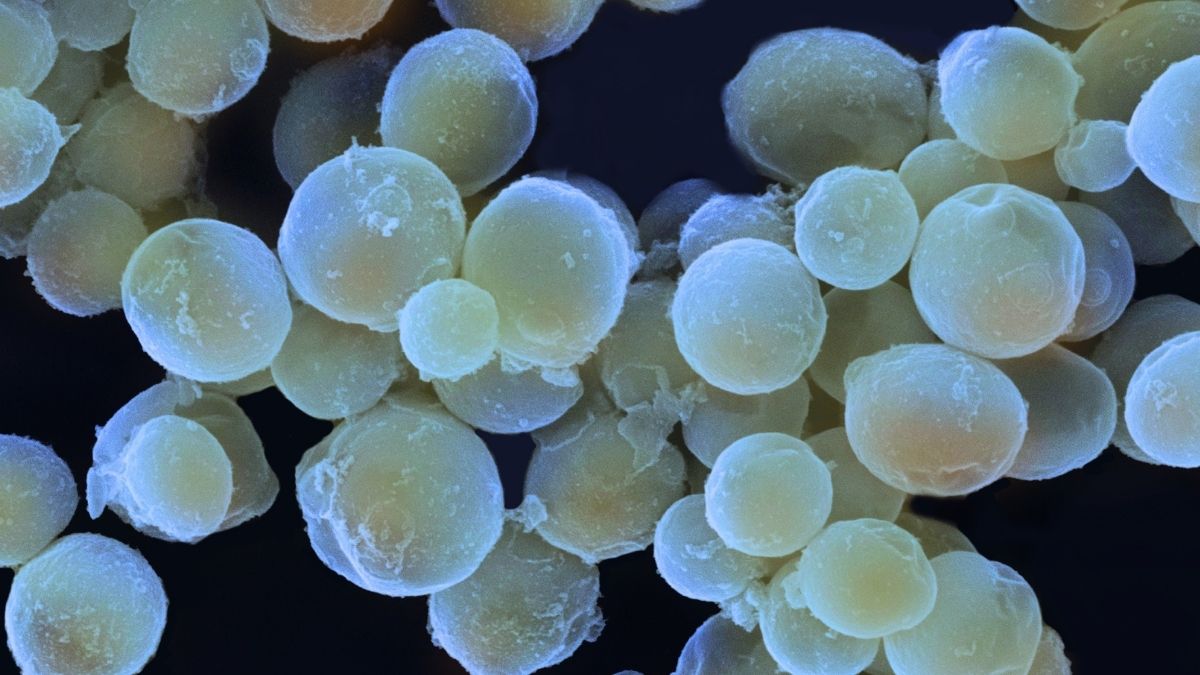 There Are Fungi in The Ocean, And They May Be Way More Important Than We Realized : ScienceAlert