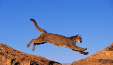 Conservation group sues Arizona Game and Fish over mountain lion hunts