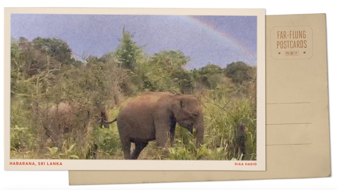 A Sri Lanka wildlife park is an elephant haven : NPR