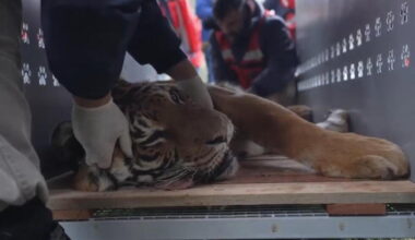 30 big cats are prepared to be transported from Argentina to South Africa and the United States