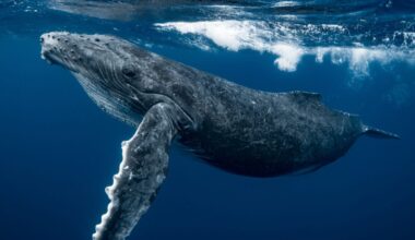 These Whale Calls Appear to Break Physics, but the Truth Is Even Weirder