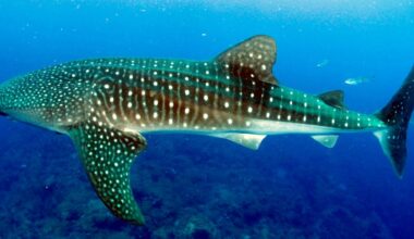 Cameras on whale shark fins caught them feeding as deep as 68.8 metres