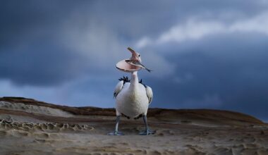 Photo of hungry pelican snapped in the act at 1/1,400 sec with a Nikon Z9 gets major awards recognition