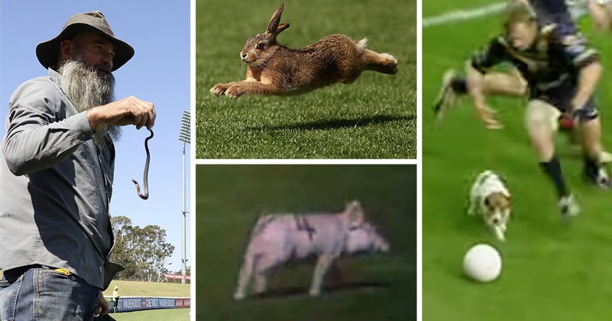 When animals invade: Five memorable animal encounters at the footy