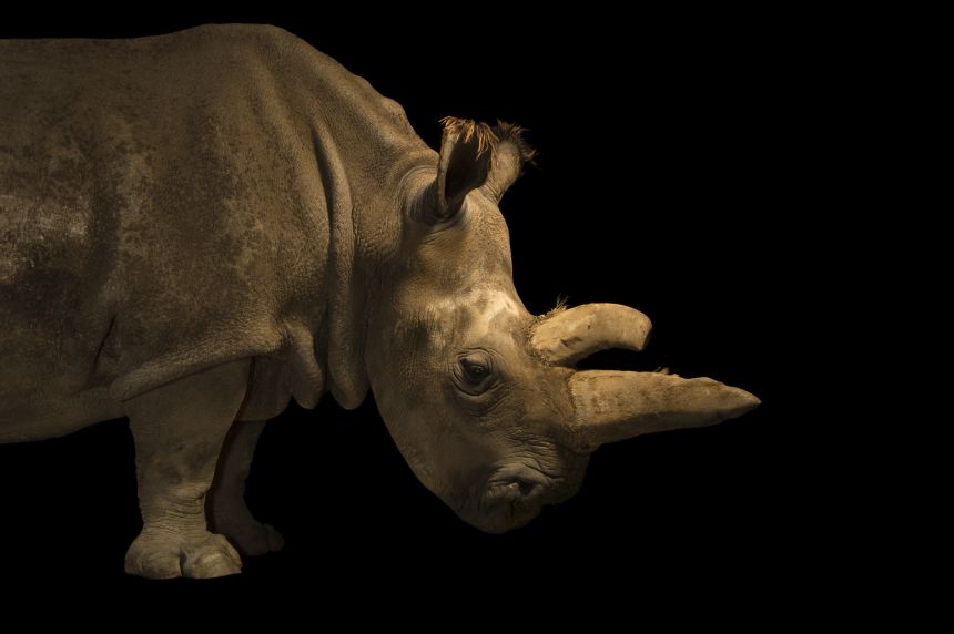 Nabire, one of the last northern white rhinoceros, photographed at Dvur Kralove Zoo in the Czech Republic. She died in 2015.