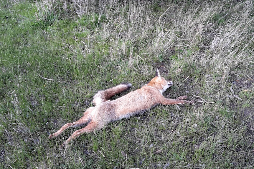 Dead fox on ground