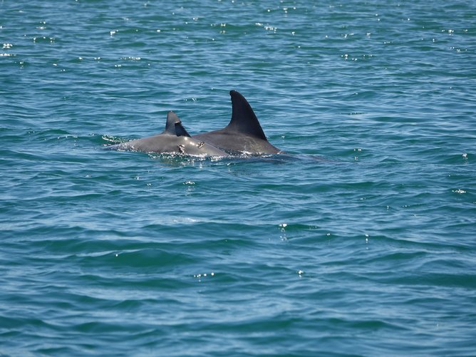 Feeding increases the projected decline of dolphins in WA from 85.5% to 98%.