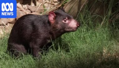 Runaway Tasmanian devil back on display at wildlife park after weeks on the run