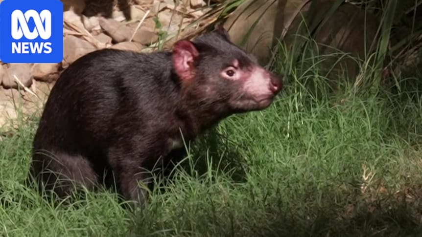 Runaway Tasmanian devil back on display at wildlife park after weeks on the run