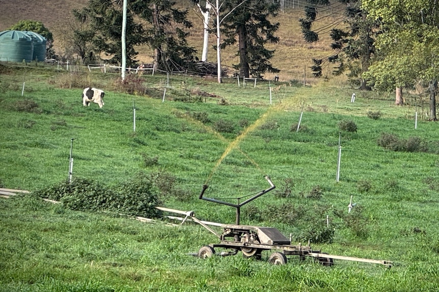 Brown water comes out of an irrigation sprinkler in a green paddock.