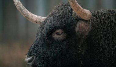 Bull on the loose in Bridport as residents urged to keep away
