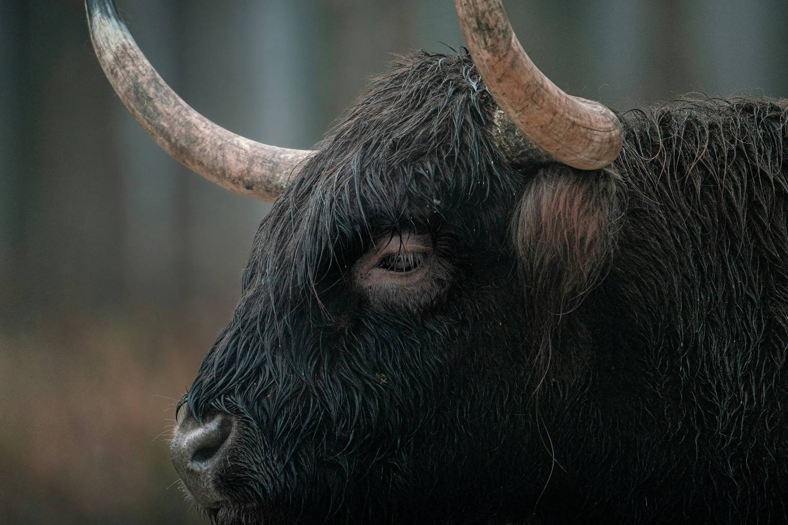 Bull on the loose in Bridport as residents urged to keep away