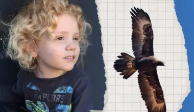 Gus Lamont mystery: Eagle expert reveals whether giant raptor could have taken missing four-year-old