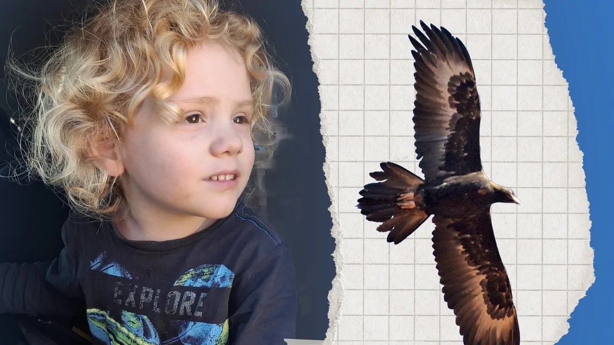 Gus Lamont mystery: Eagle expert reveals whether giant raptor could have taken missing four-year-old