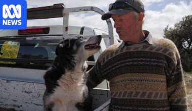 Young kelpies and collies get the limelight, but these farmers prize their old working dogs