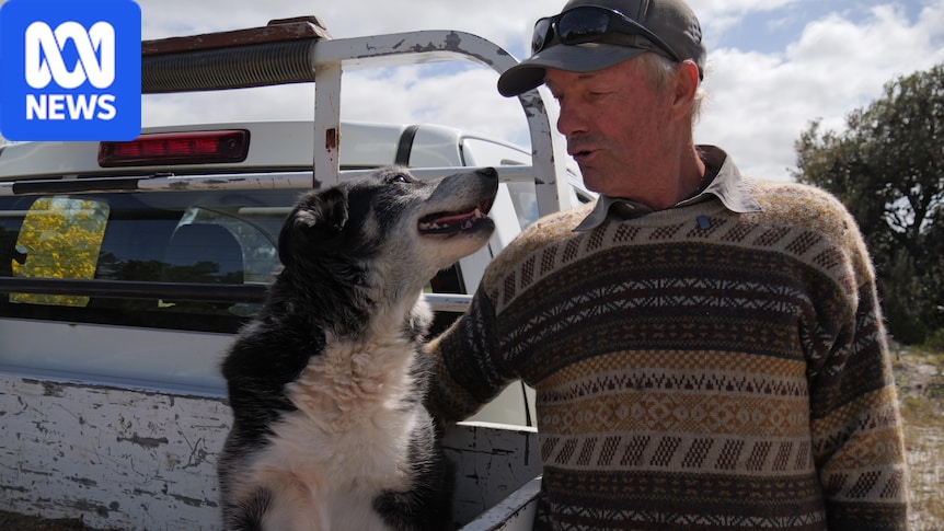 Young kelpies and collies get the limelight, but these farmers prize their old working dogs