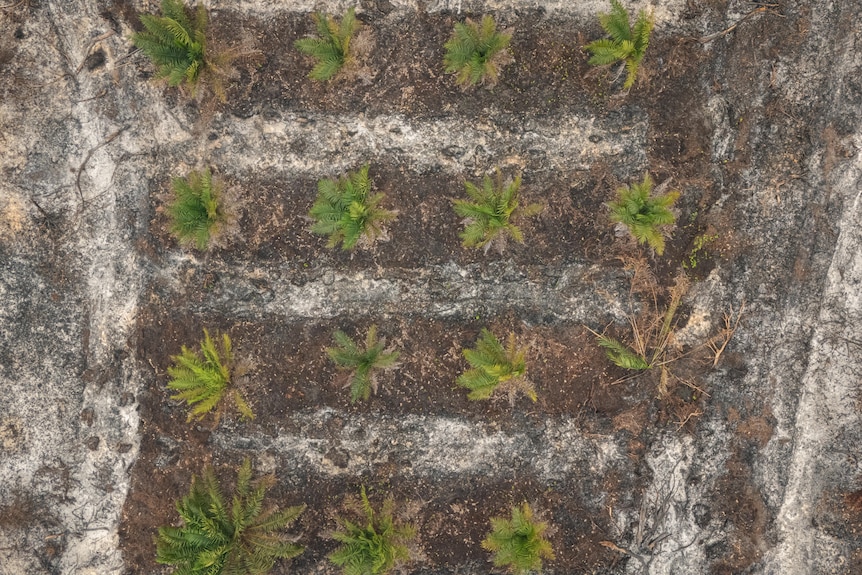 A drone shot of rows of palm trees planted in a field that had burnt out.