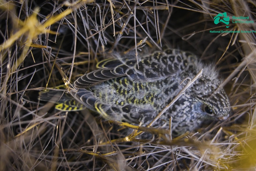 Aerial down view of a grey and green feathered parrot in similarly coloured spinifex hollow.
