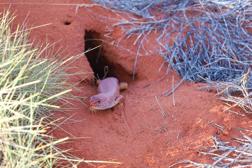 A pinkish-purple lizard comes out of a sandy hole.