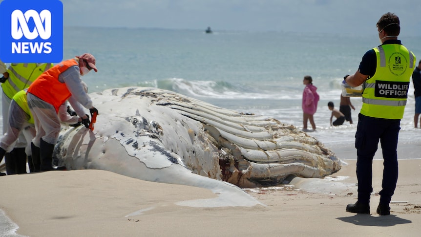 How will City Beach get rid of its whale carcass?
