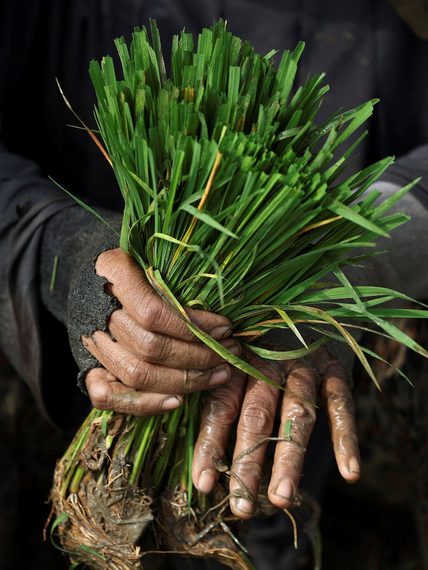 Hands holding a bushel of rice leaves.
