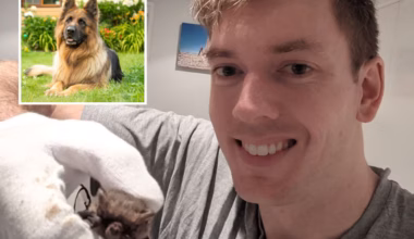 Brisbane conservation worker banned after trying to have sex with pet dog