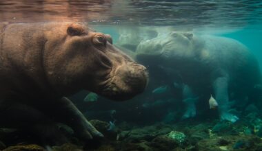 Nat Geo Kicks Off New Doc Franchise with 'Africa Earth's Wild Home'
