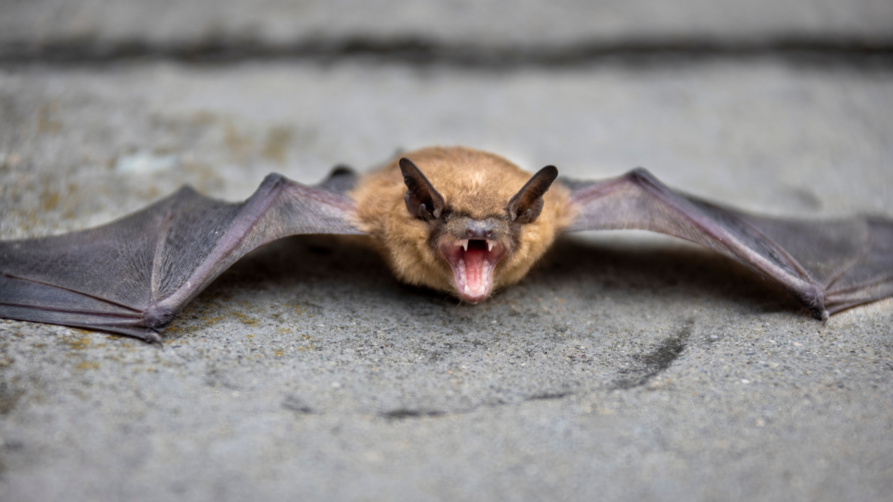 11 more bat species showed the same mistaken response<br>
