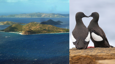 For more than four decades, George Divoky has worked from Cooper Island’s lone cabin; by 1989, the black guillemot colony he tracked had reached 200 breeding pairs