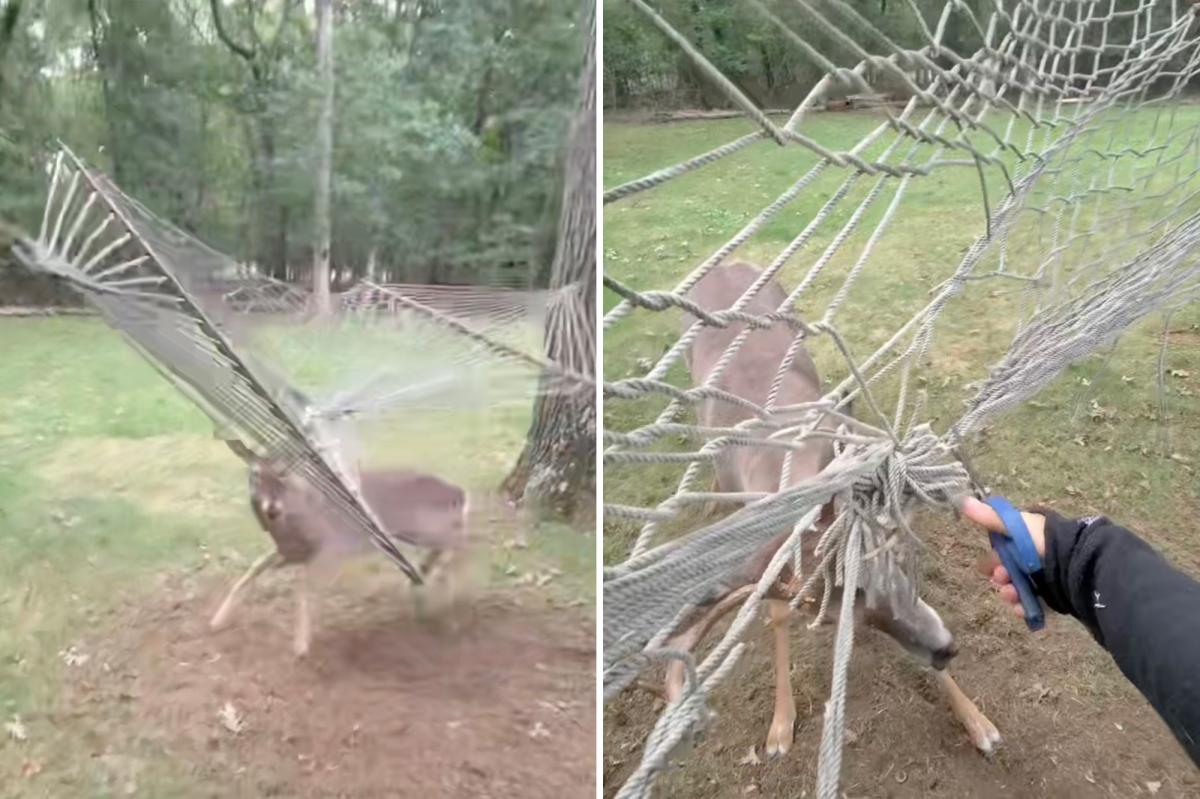 Long Island deer gets caught in NY hammock