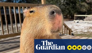 The Route to Cappyness review – capybara boosterism is an ode to the internet’s favourite rodent | Movies