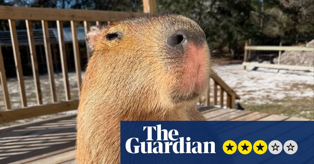 The Route to Cappyness review – capybara boosterism is an ode to the internet’s favourite rodent | Movies