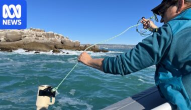 Citizen scientists maintain dolphin watch at Victor Harbor amid bird flu threat
