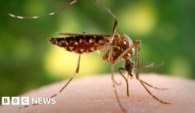 Invasive mosquitoes breed in London for the first time in the UK