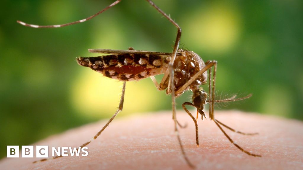 Invasive mosquitoes breed in London for the first time in the UK