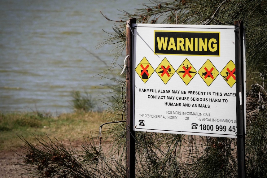A warning sign by lake wyangan waters saying harmful algae may be present and warning against swimming or fishing and dogs there