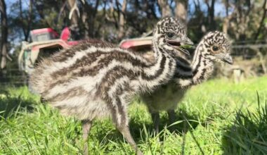 Ruatoria man becomes surrogate dad to two rescued emu chicks