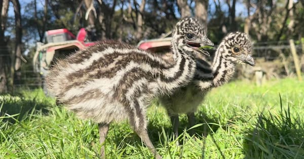 Ruatoria man becomes surrogate dad to two rescued emu chicks