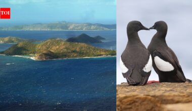 For more than four decades, George Divoky has worked from Cooper Island’s lone cabin; by 1989, the black guillemot colony he tracked had reached 200 breeding pairs